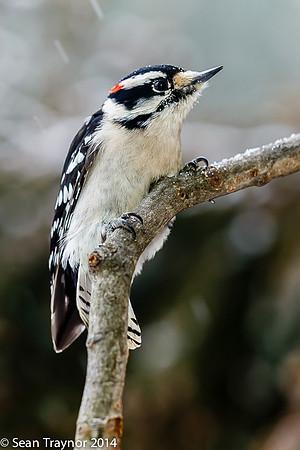 NJ-Birds in Winter-104
