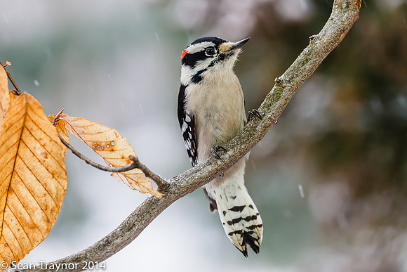 NJ-Birds in Winter-106