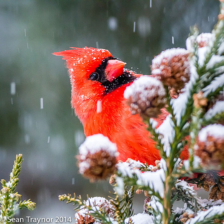 NJ-Birds in Winter-126
