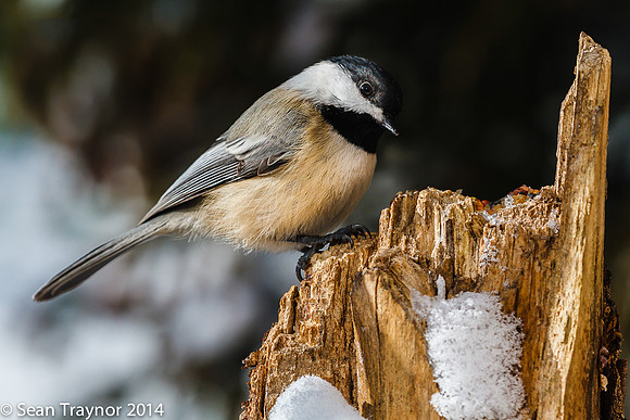 NJ-Birds in Winter-119