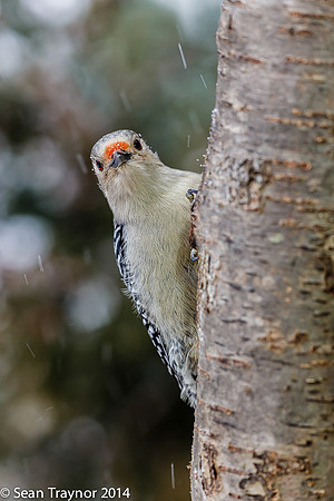 NJ-Birds in Winter-111