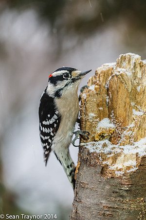 NJ-Birds in Winter-103
