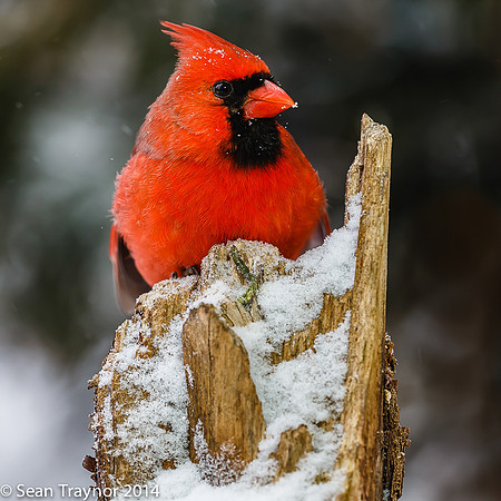 NJ-Birds in Winter-123