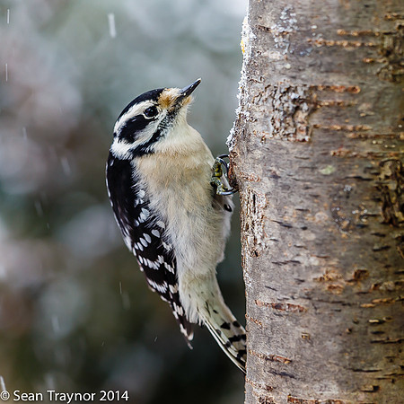 NJ-Birds in Winter-109