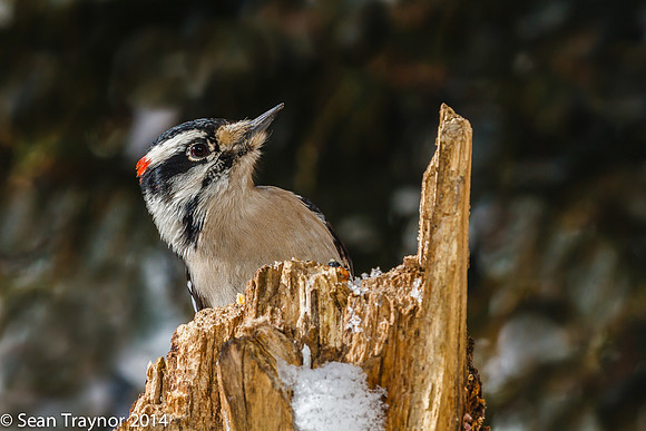 NJ-Birds in Winter-108