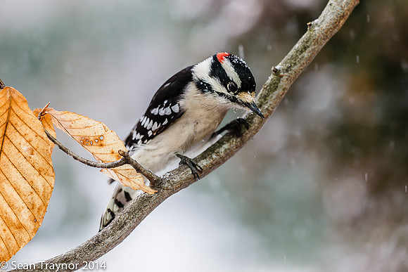 NJ-Birds in Winter-107