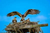 Parent Osprey Feeding Chicks