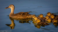 Mother with Ducklings
