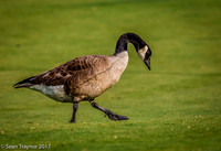 Canada Goose strolling across 17th fairway