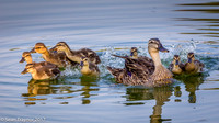 Panicked Ducklings