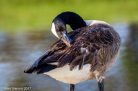 Canada Goose