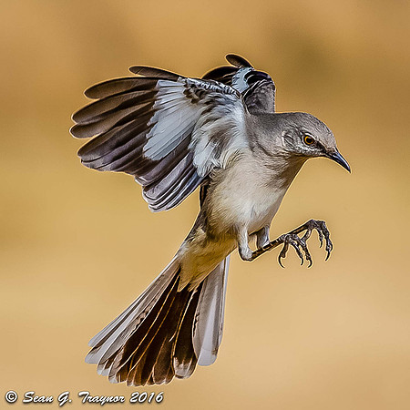 Mockingbird Landing