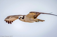 Osprey on the hunt