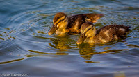 Ducklings - 6th Fairway