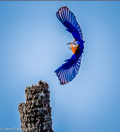 Blue Bird Take-off