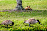 Red Fox Watching