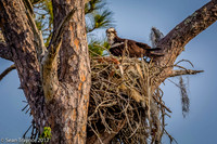 Nesting Osprey on 10th Fairway