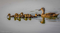 Mother with Ducklings  - 6th Fairway