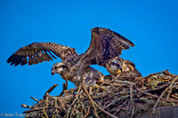 Osprey Chicks Testing Wings