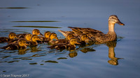 Mother with Ducklings