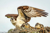 Osprey with Chicks - 18th Fairway