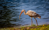 Immature White Ibis - 1st Fairway