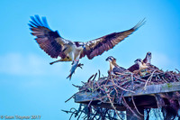 Feeding Time - 18th Fairway