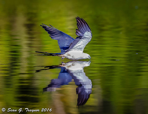 Swallow-tailed Kite Drinking