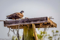 Osprey Pair on Nest-box - Hole#17