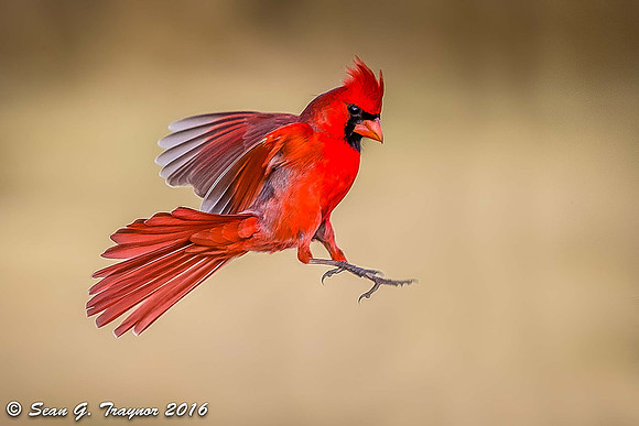 Cardinal Landing