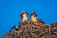 Osprey Chicks  - 18th Fairway