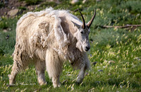 A Long-horned Sheep
