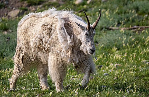 A Long-horned Sheep
