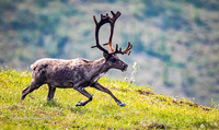 Caribou