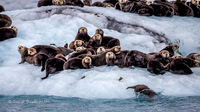 Sea Otters