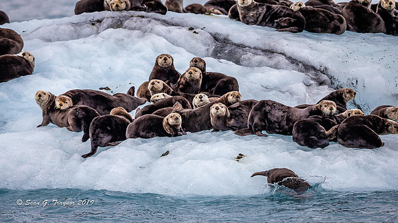 Sea Otters