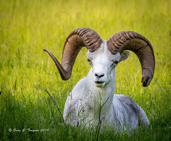 A Big-horned Sheep