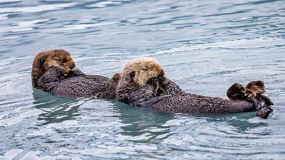 Sea Otters