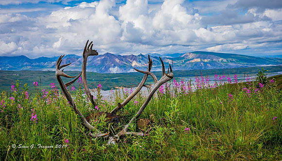 Caribou