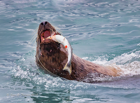 Sea Lion Devours Salmon