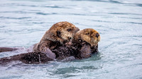 Sea Otters