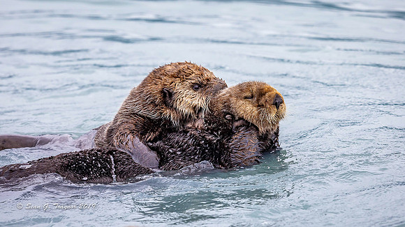 Sea Otters