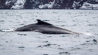 Humpback Whale