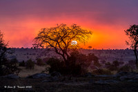 Serengeti Sunrise