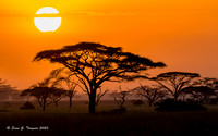 Serengeti Sunset