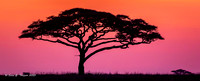 Serengeti Sunrise