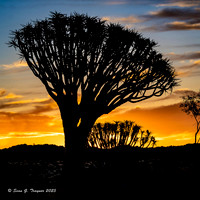 Quiver Tree Sunrise