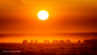 Serengeti Sunset