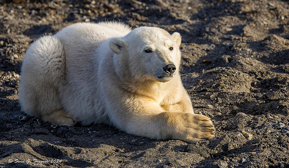 Polar Bear