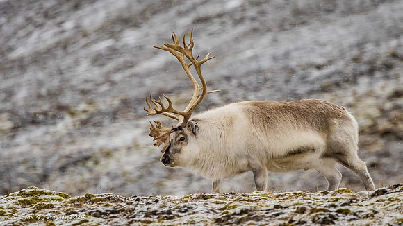 Reindeer